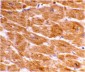 Caspase-1 Antibody